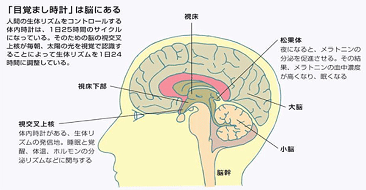 脳と生体時計