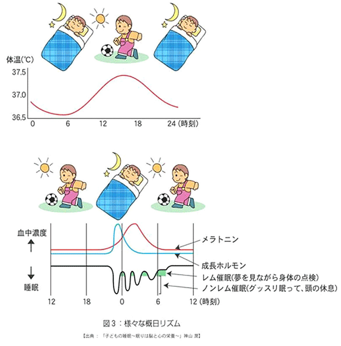 様々な慨日リズム（睡眠・覚醒、体温、ホルモン）の関係